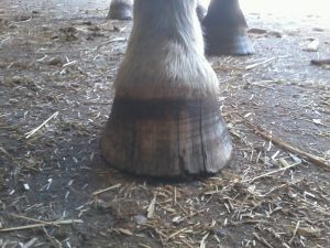 736008_513077508732882_1939306179_o